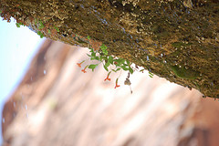 Flowers growing upside-down